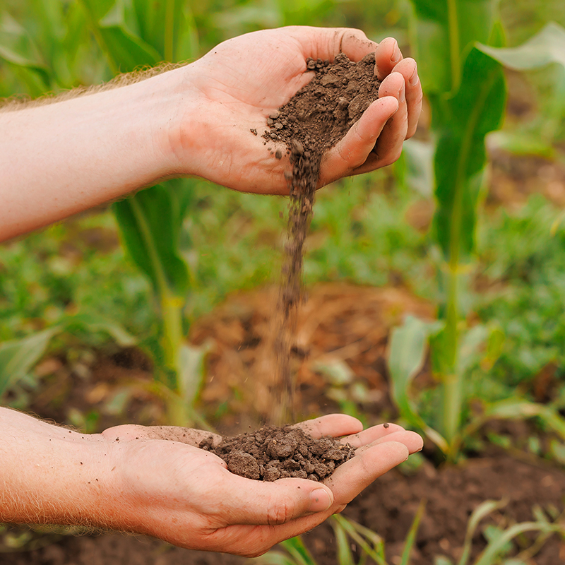 Fertilizzante composto